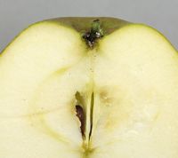 Mother æble